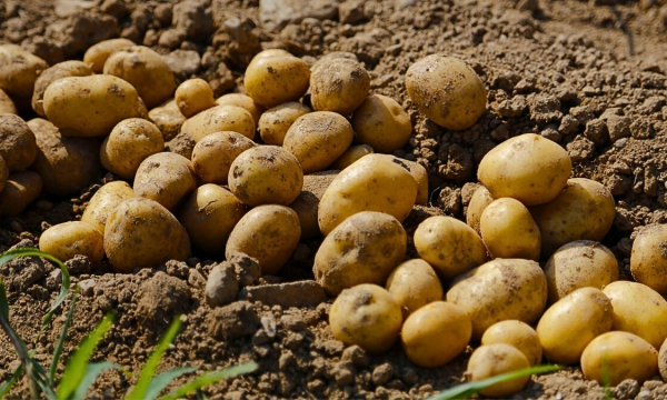 Выбросить или приготовить — агроном ответила, можно ли есть проросший картофель