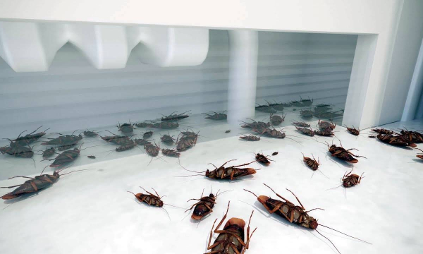 Каких запахов боятся тараканы: не все хозяйки знают - полезные хитрости