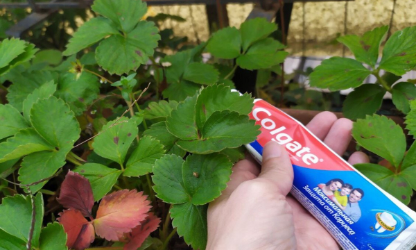 Как защитить растения от вредителей с помощью зубной пасты